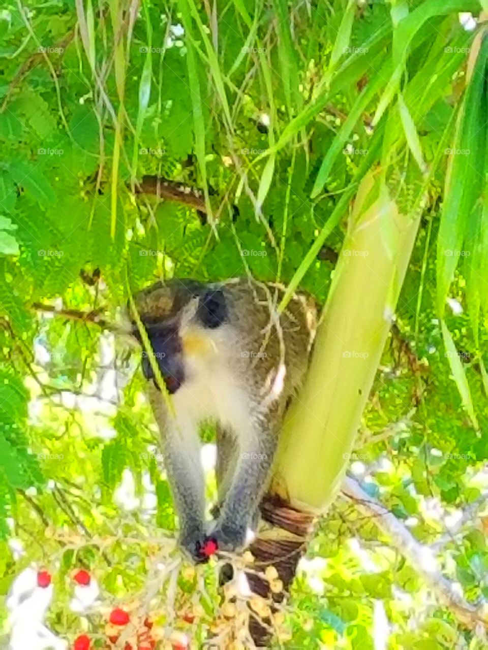 Monkey in a Tree