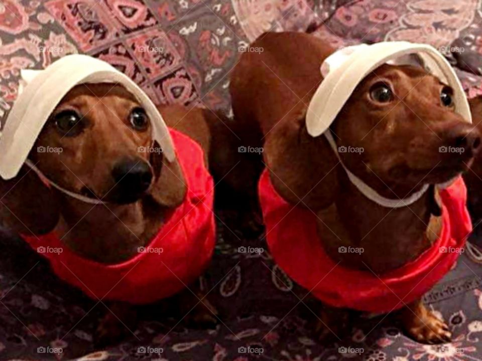 Doxie twins
