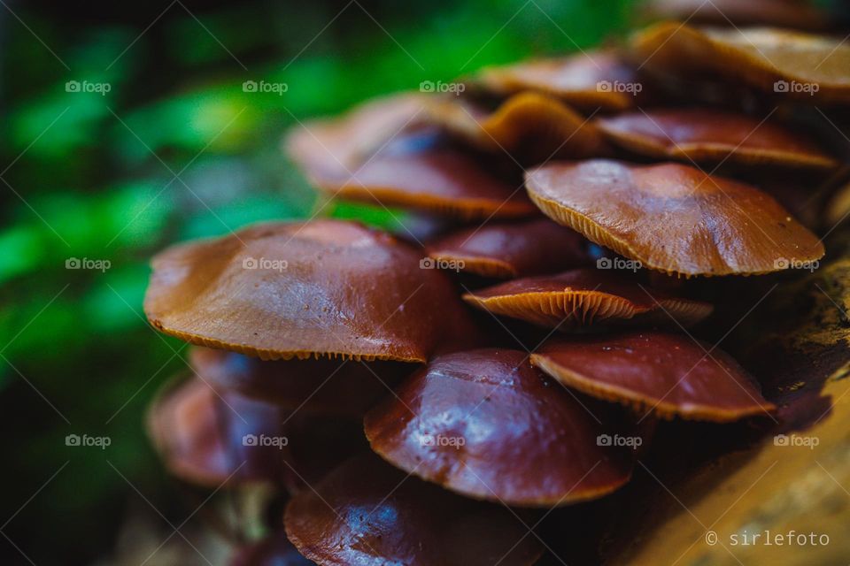 A punch of brown mushrooms growing on a tree