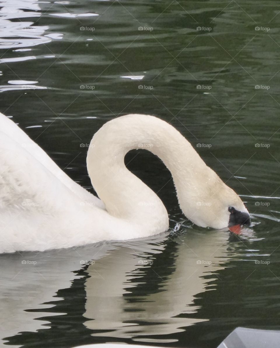 Swan 😁