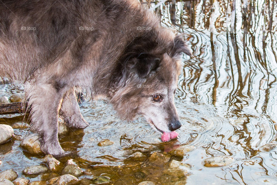 Dog drinking water