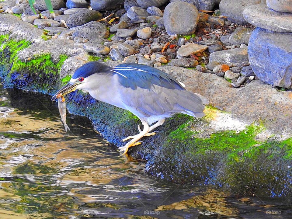 Black crowned Night Heron