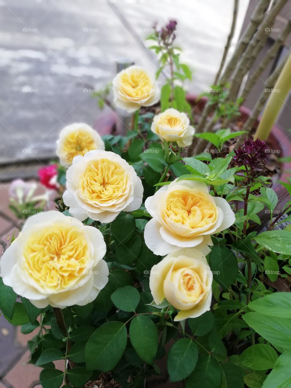 Yellow roses in my garden blossom together  it makes feel good
