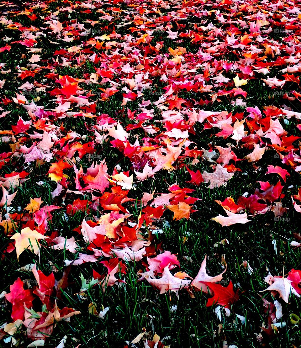 Maple Leaves with detailed texture and rich fall colors in the grass in a park on a fall day in Central Oregon. 
