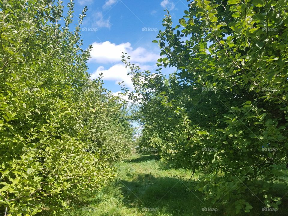 Apple orchard in forest