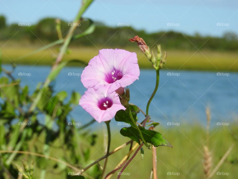 Morning Glory on the Marsh