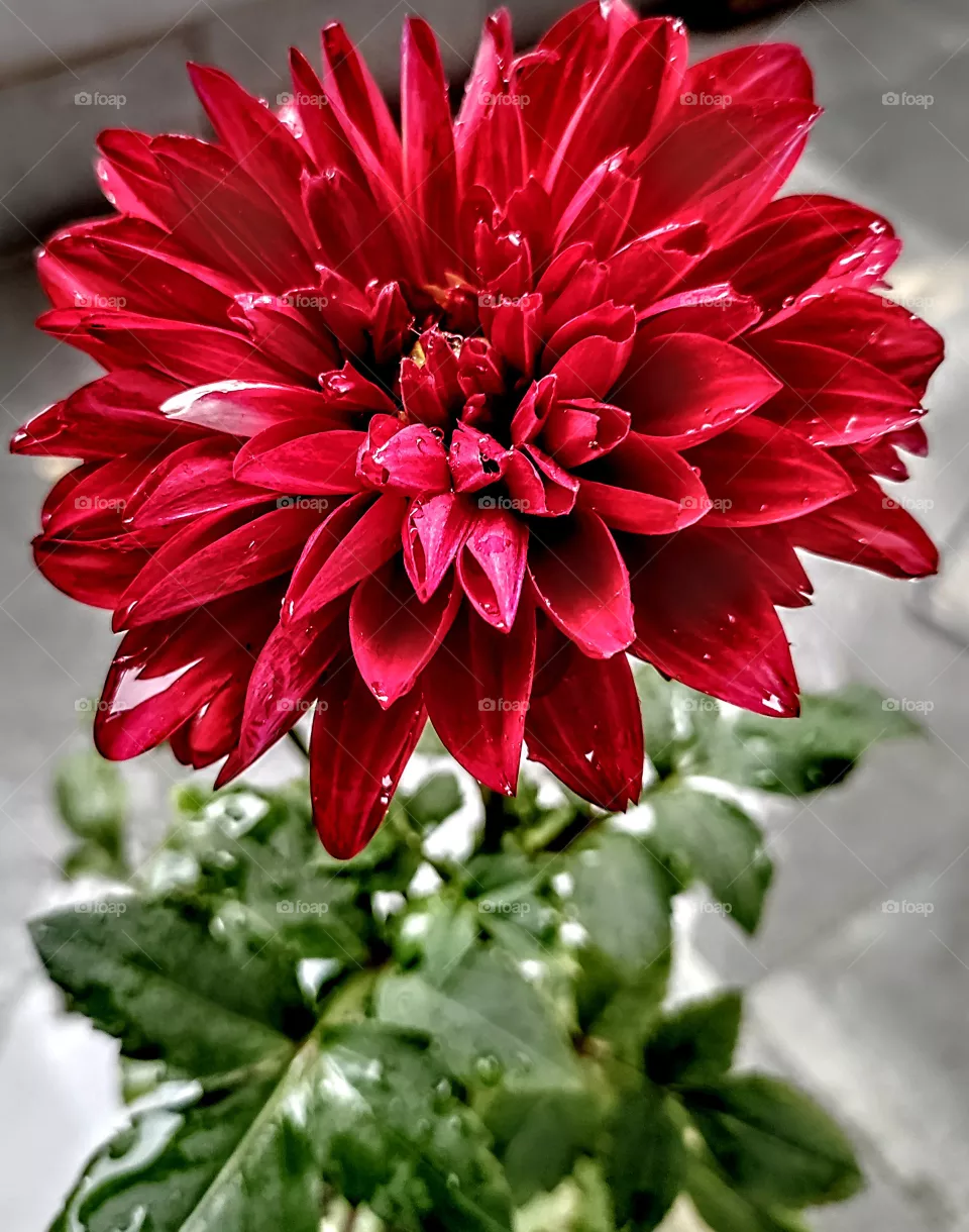 habiscus flower