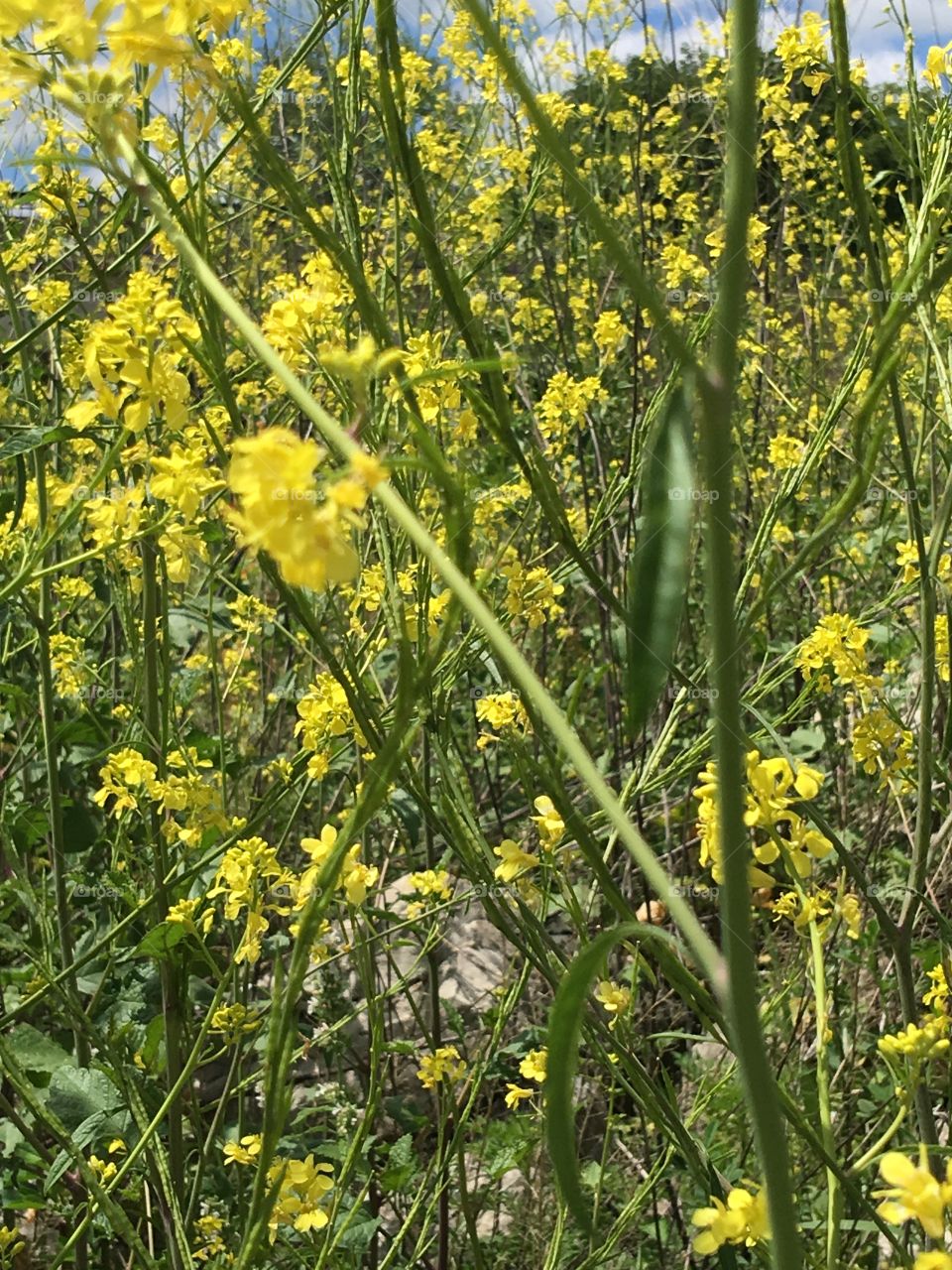 Wildflower on the river bank in Iowa, USA.