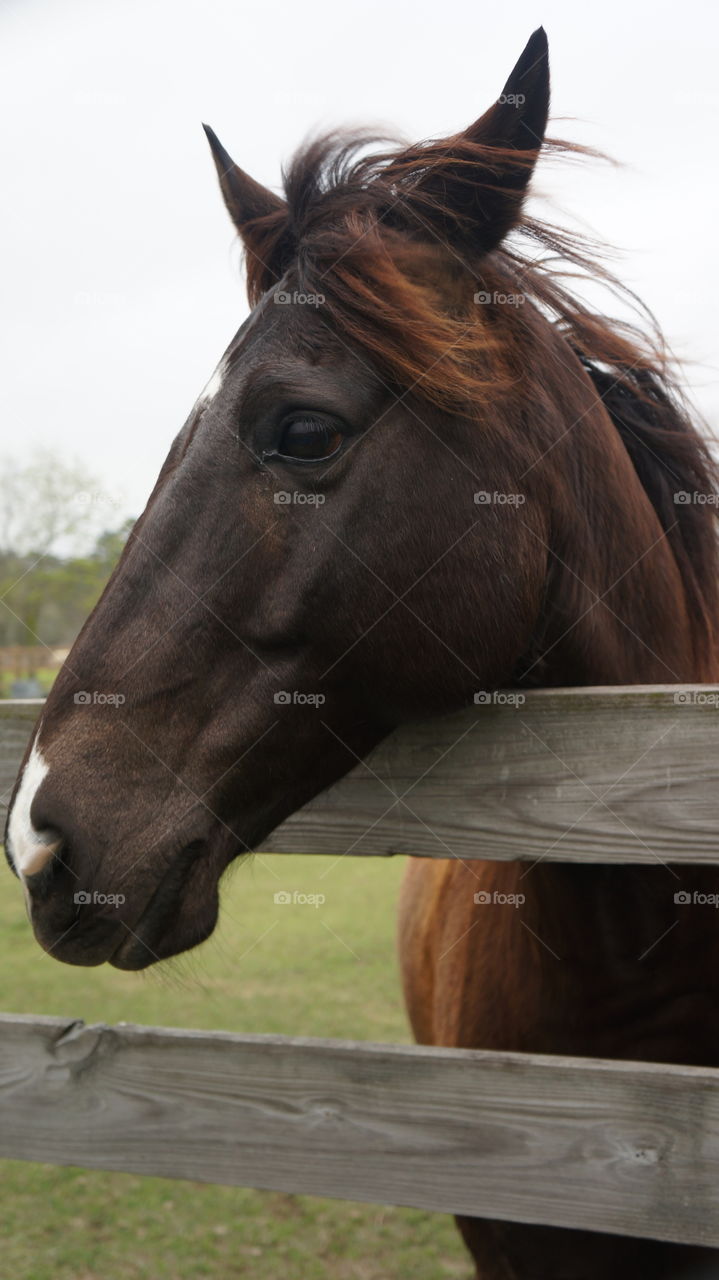 Horse portrait of a horse at old Mac Donald's farm in humble Texas 