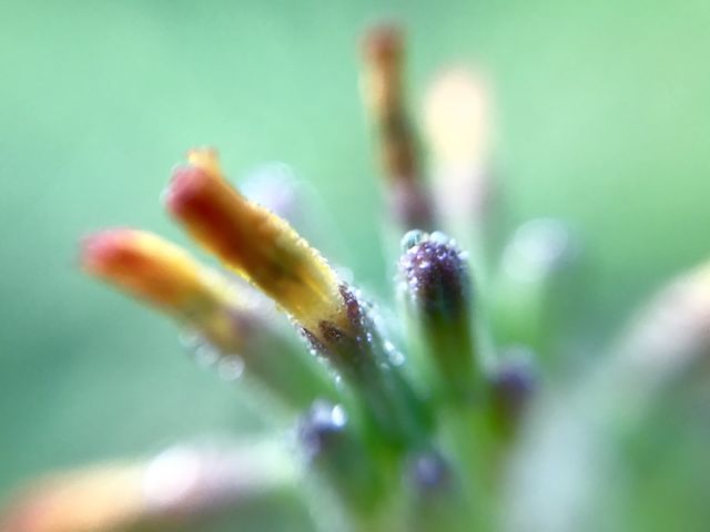 Morning Dew