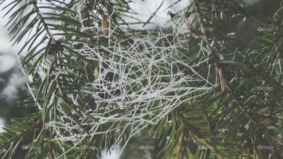 Tree, Winter, Christmas, Branch, Nature