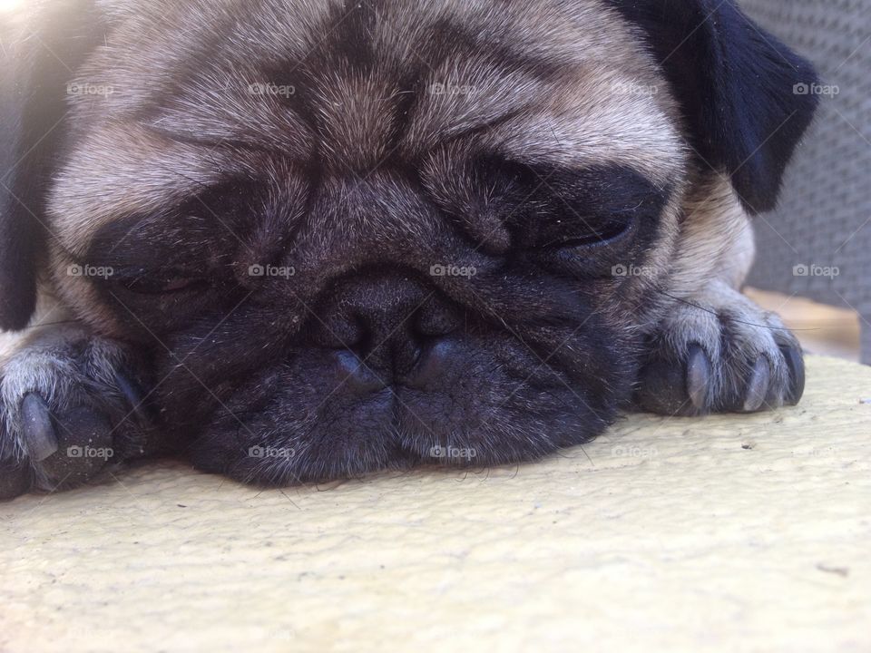 Close-up of bull dog