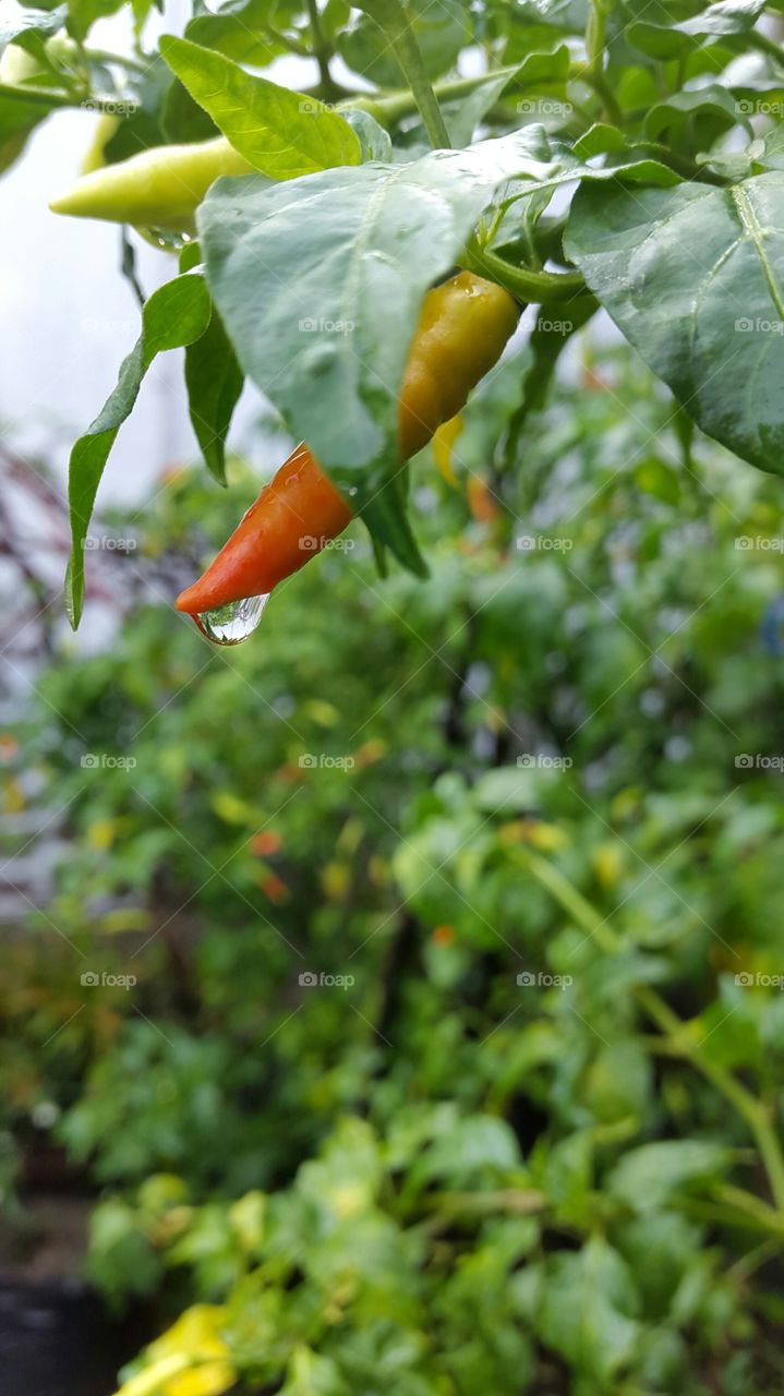 picture of chilli after the rain