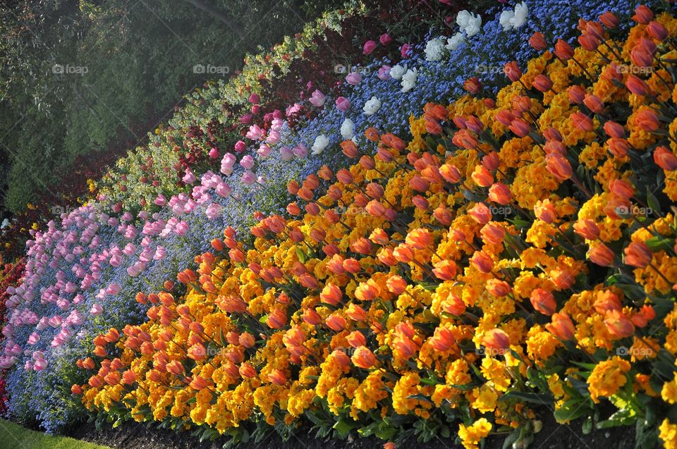 orange flowers on flowerbed in london