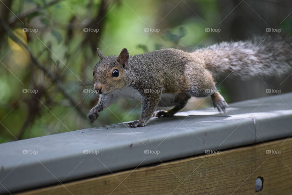 Love seeing squirrels doing their thing in natural surroundings