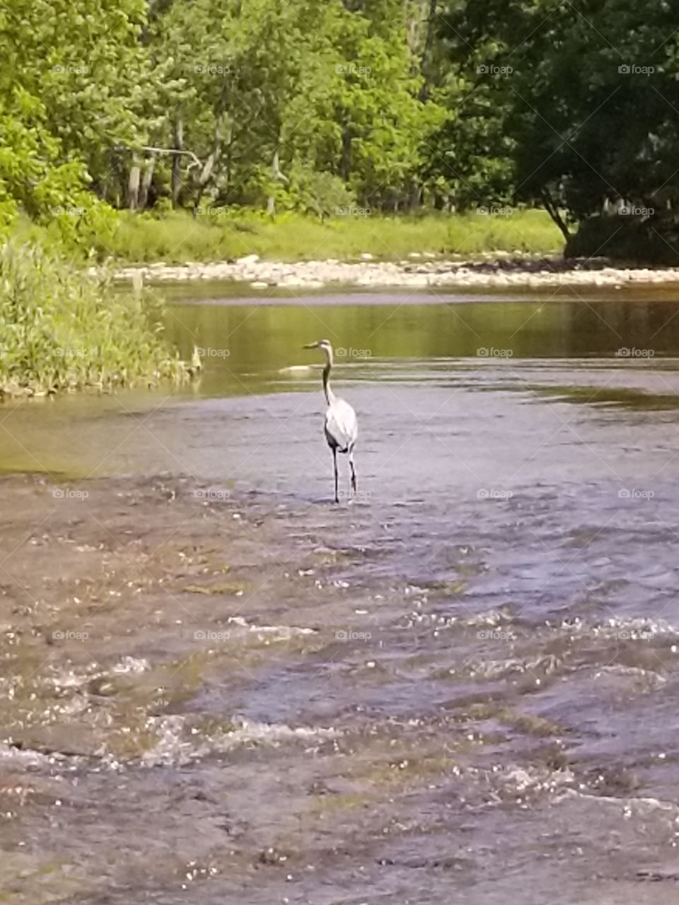 Herron on the creek