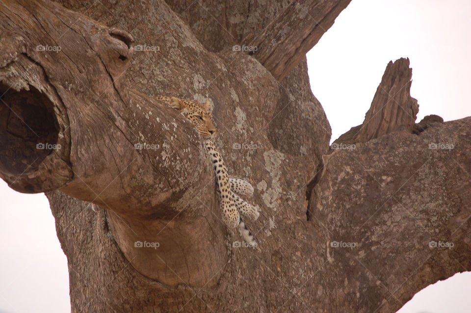Leopard in tree