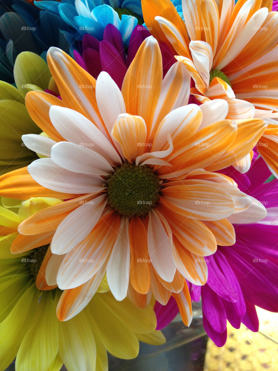 flowers orange floral daisies by dalenzia
