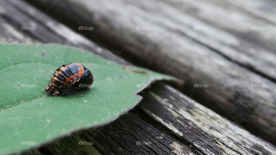 invertebrate in England