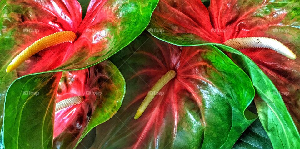 Anthuriums