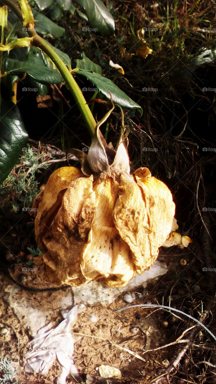 Dry big wildrose in the sun