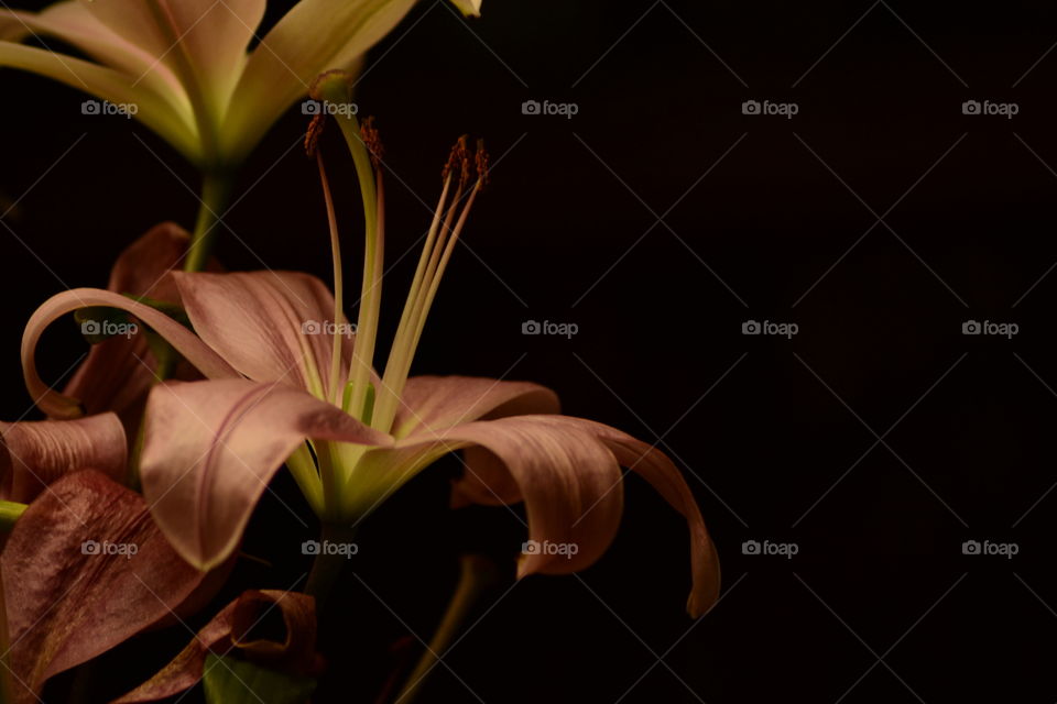Flower, Flora, Lily, Nature, Beautiful