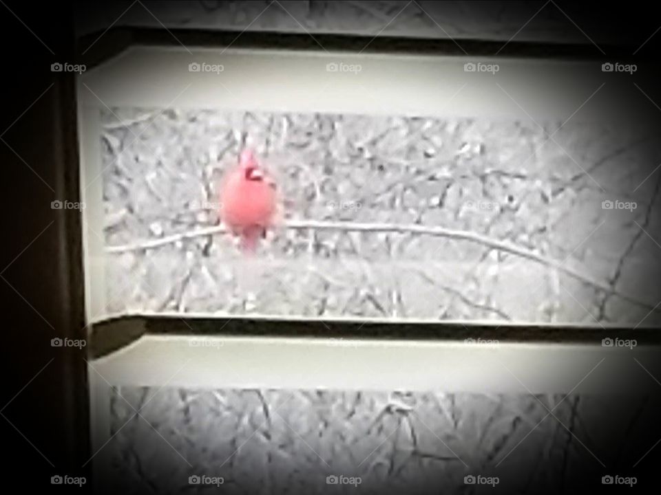 winter joy! a dreamy capture of a cardinal through my window. a little bit of snow.