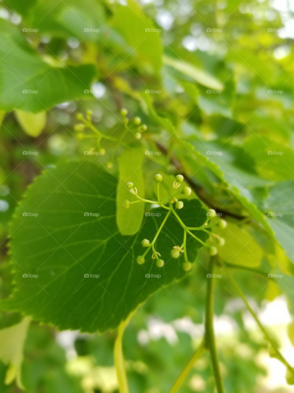 Buitiful spring tree