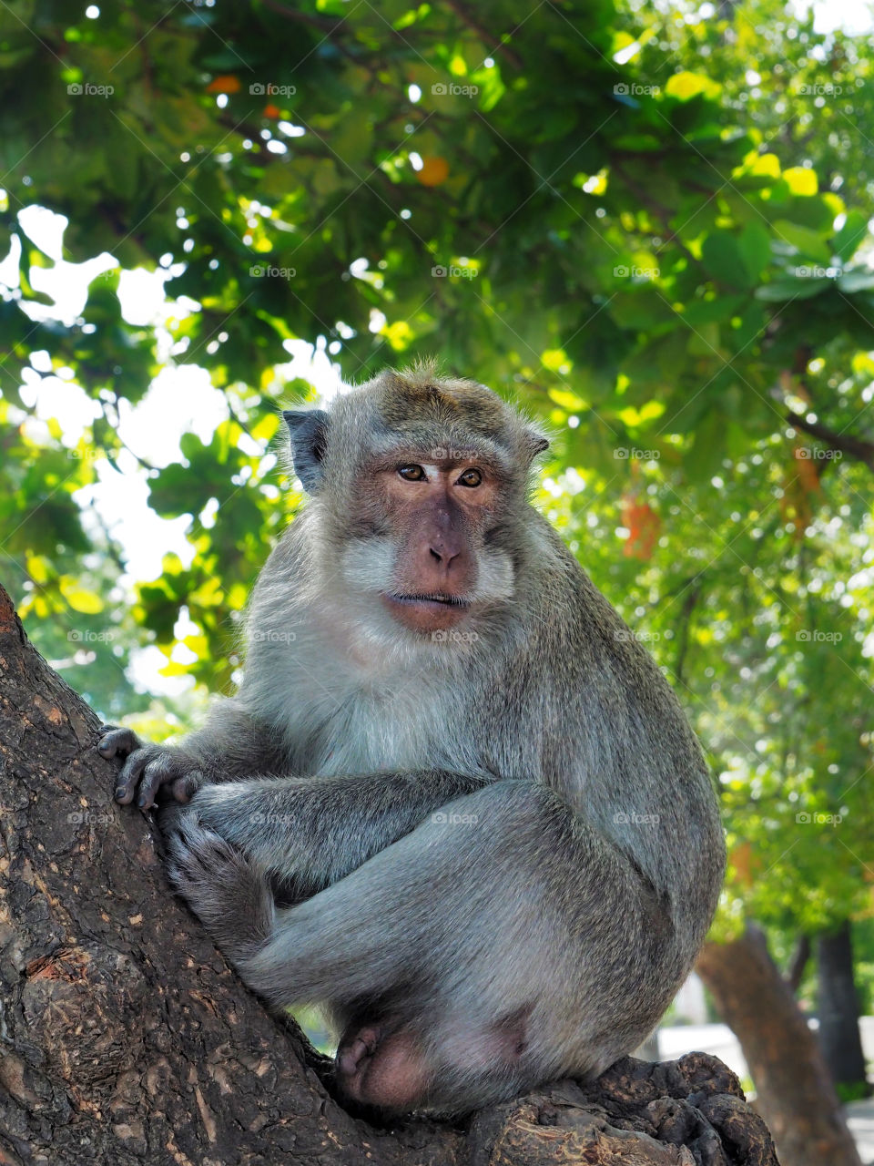 Macaque monkey male
