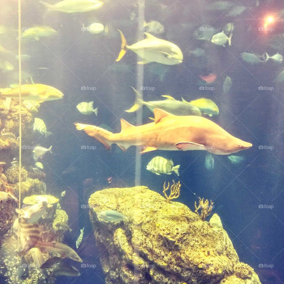 Shark and friends at the Charleston Aquarium.