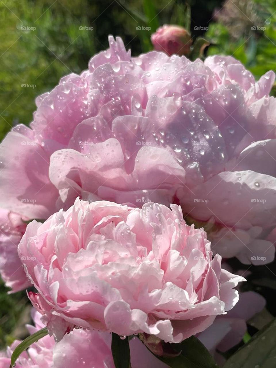 Chinese Peony