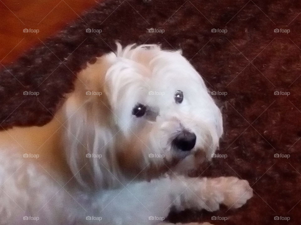 Tara coton dog