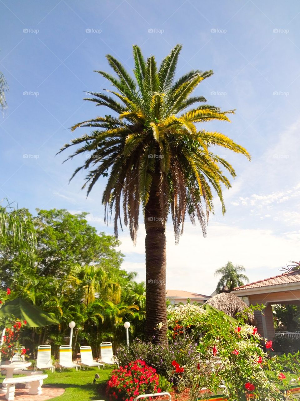 Florida palm