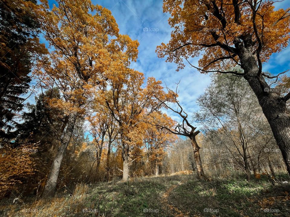 Autumn forest with old oaks 