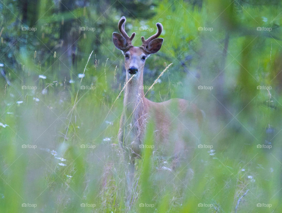 young the grass summer by arizphotog