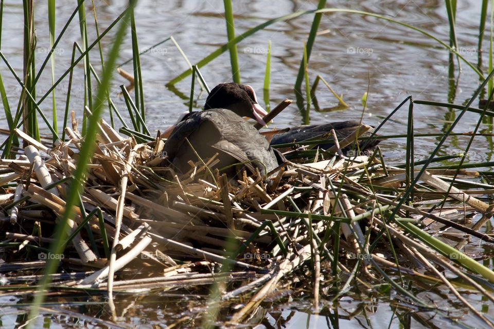 Coot building nest on lake
