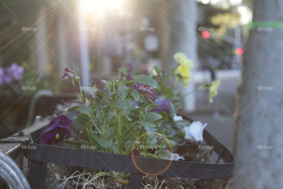 photo stories in my city