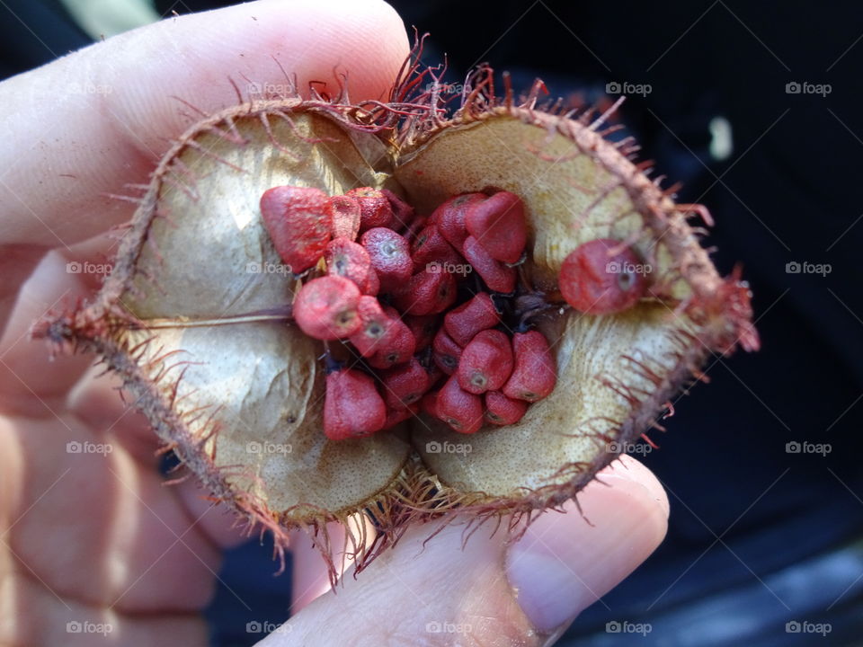 Achiote