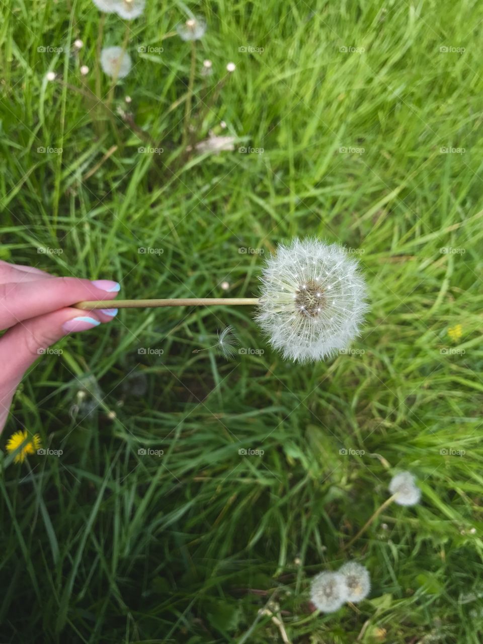 Hand holding dandelion 