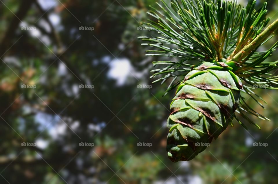 Springtime Pinecone (advertising layout)