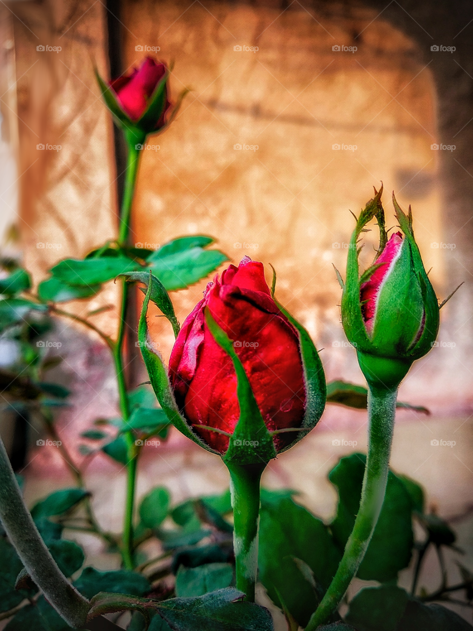 red rose beautiful