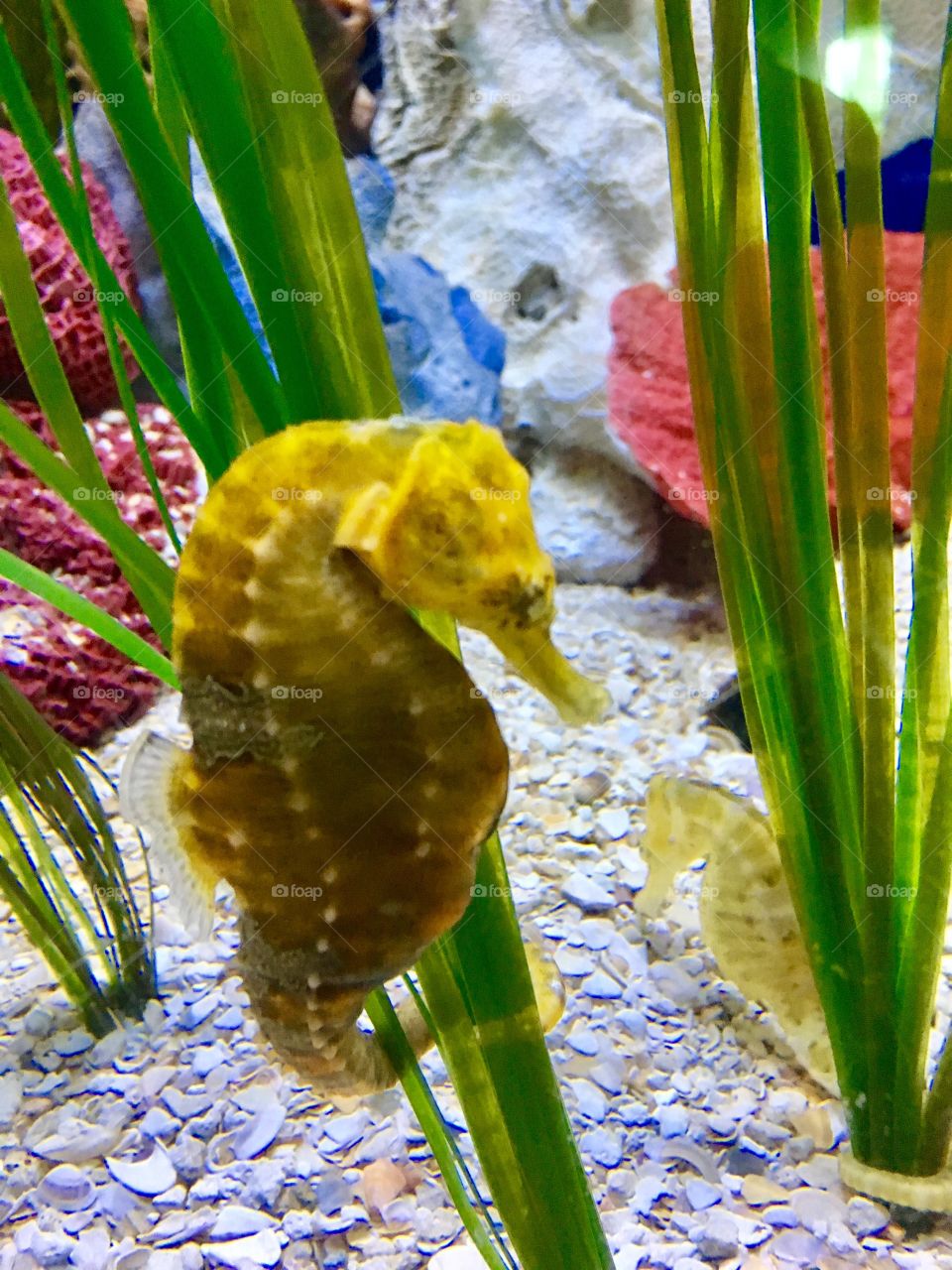 Seahorse yellow