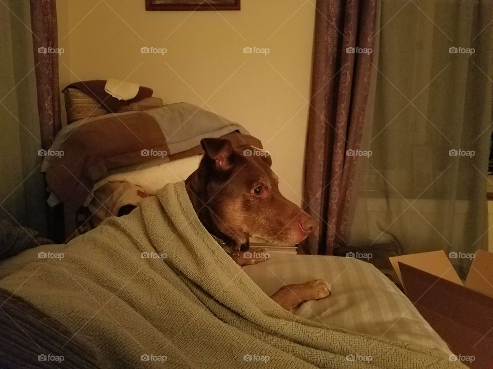 Buddy under a blanket