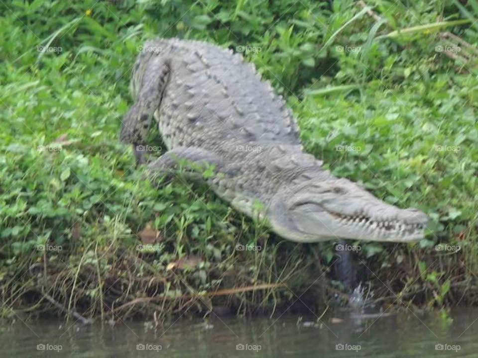 "Swift Getaway."
I took this while on vacation in Costa Rica. The aligator was not too happy that our canoe was headed its way so it hopped back into the river.