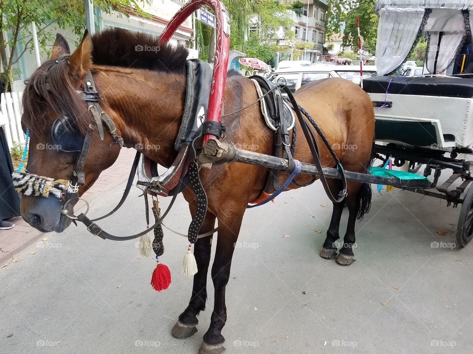 a horse drawn carriage in Sapanca Turkey