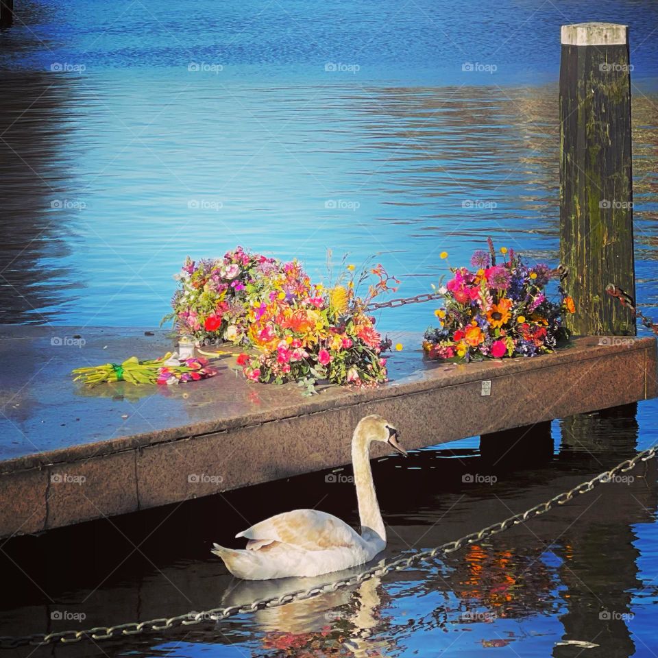 Swan with flowers