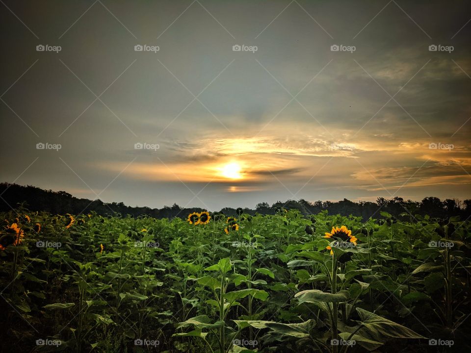 sunset on sunflowers