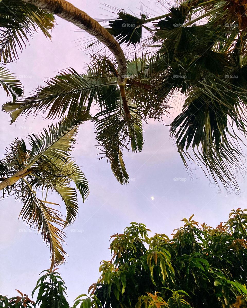 🌄🇺🇸 An extremely beautiful dawn in Jundiaí, interior of Brazil. Cheer the nature! / 🇧🇷 Um amanhecer extremamente bonito em Jundiaí, interior do Brasil. Viva a natureza! 
