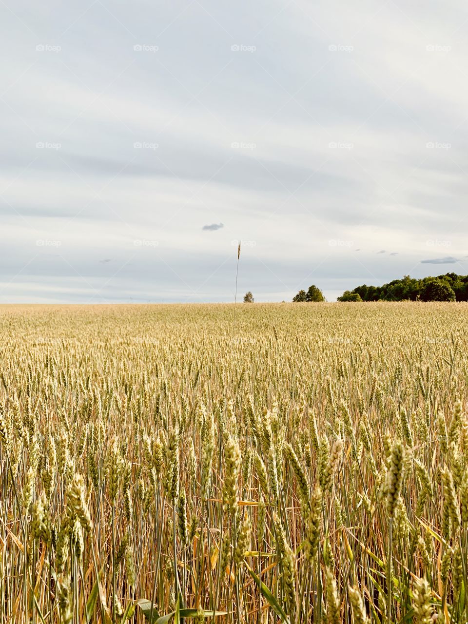 rye field. one rye spike rises above the field
