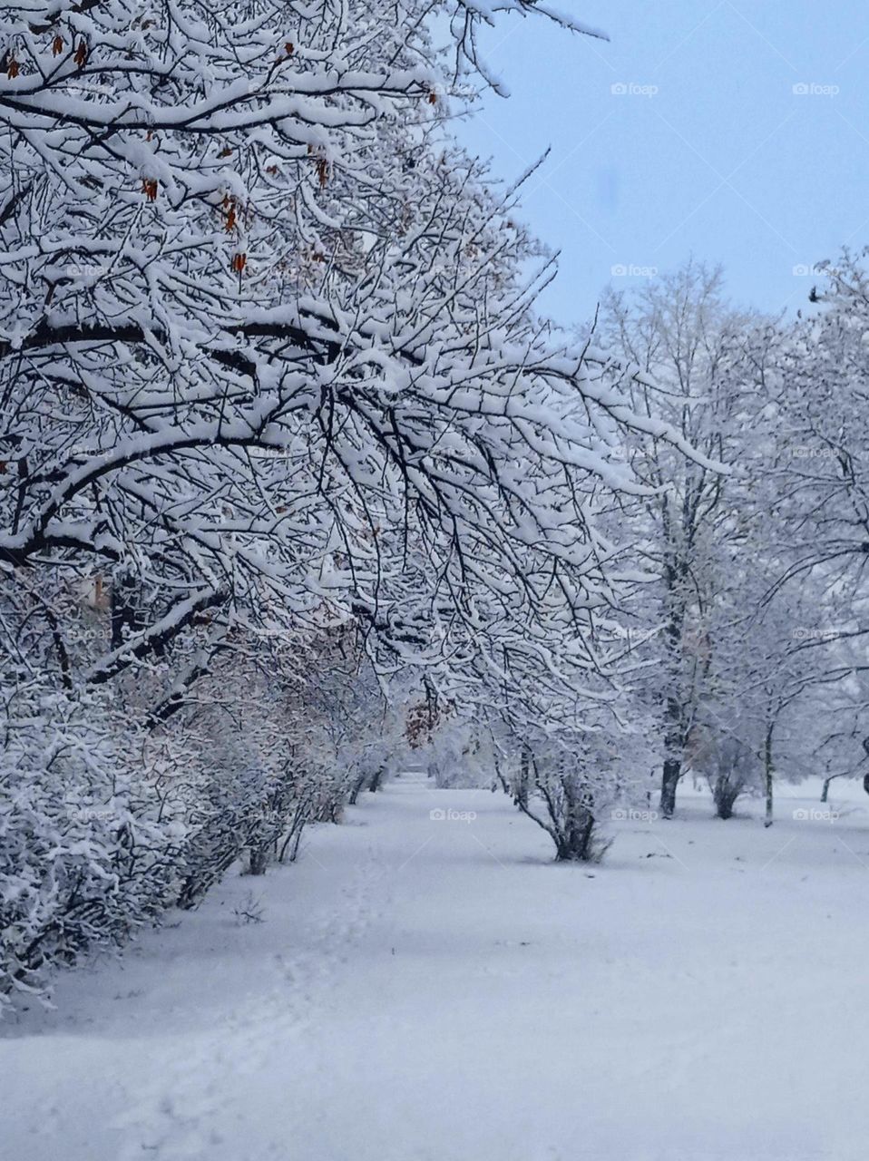Frosty Marvels: Nature's Icy Artistry